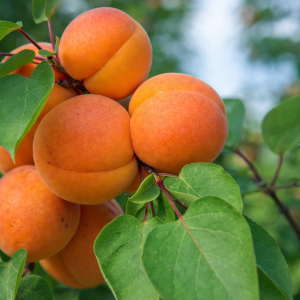 Frukttre - Aprikos