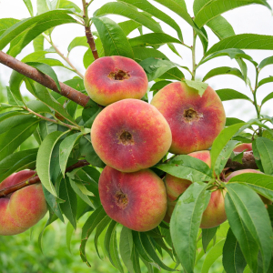 Frukttre - Fersken "Saturn"