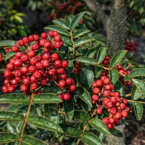 Kinesisk pepper "Szechuan"