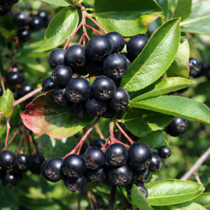 Bærbusk – Aronia