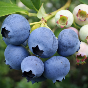 Bærbusk - Hageblåbær "Duke"