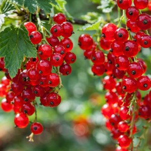 Bærbusk - Røde ripsbær