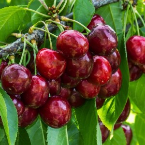 Frukttre – Dverg morell