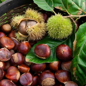Nøtter - Kastanje