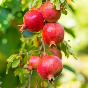 Granateple ‘Punica granatum’