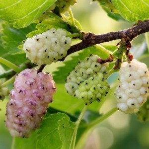 Hvit morbær- "Morus alba"