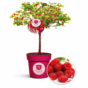 (UNIKT!) Bringebærtre - ‘Raspberry Tower’