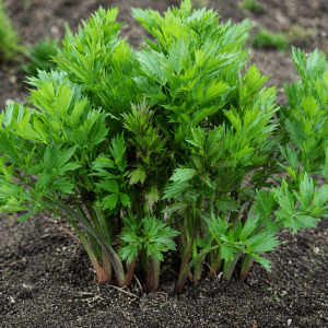 Løpstikke - Levisticum officinale