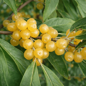 Høstoliven ‘Pointilla® - Fortunella yellow’