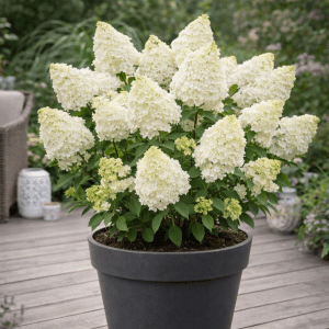 Syrinhortensia ‘DIAMANTINO’