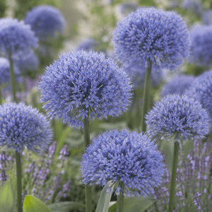(FORHÅNDSSALG) ALLIUM "AZUREUM"