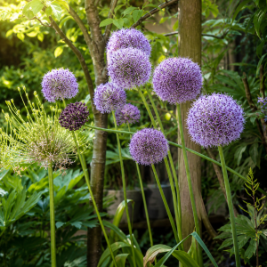 (FORHÅNDSSALG) ALLIUM "PARTY BALLOONS"