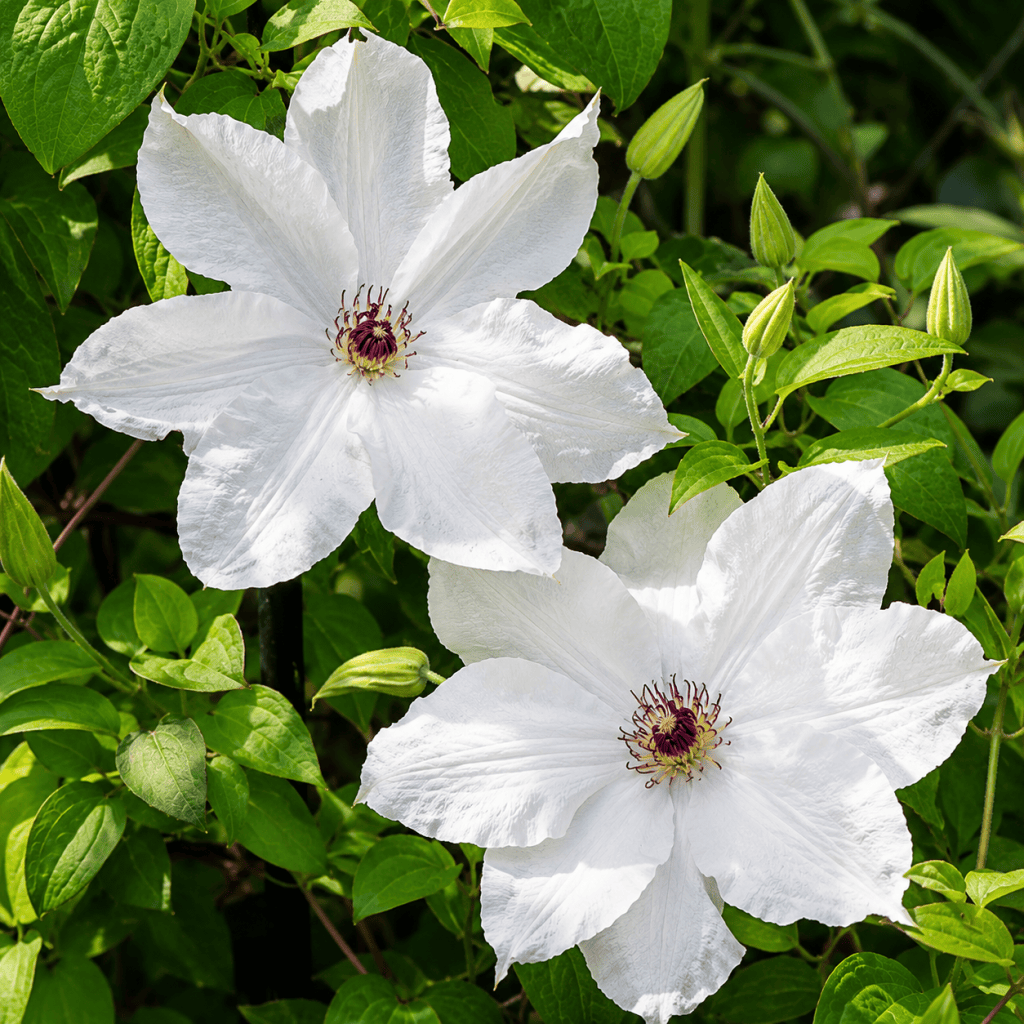 Klematis-‘Beautiful Bride’