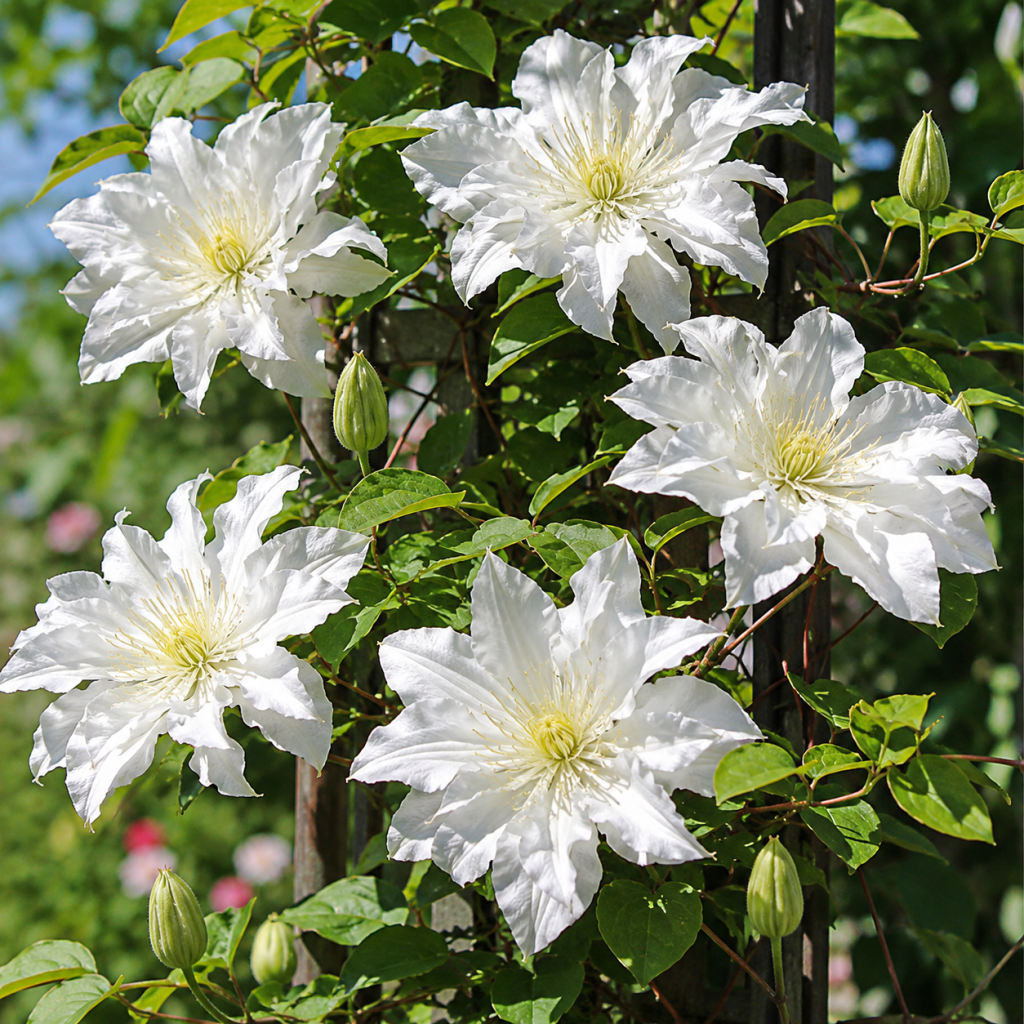 Klematis-‘First Love’