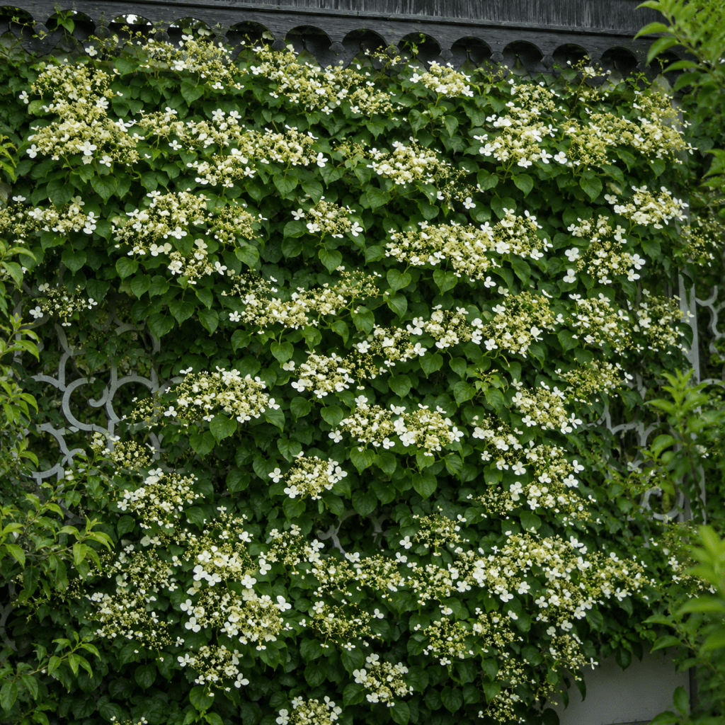 Klatrehortensia "Moonlight"
