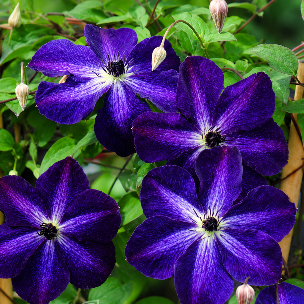 Klematis-'Night Veil'