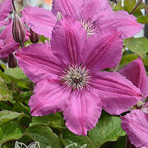 Klematis-'Pink Horizon'