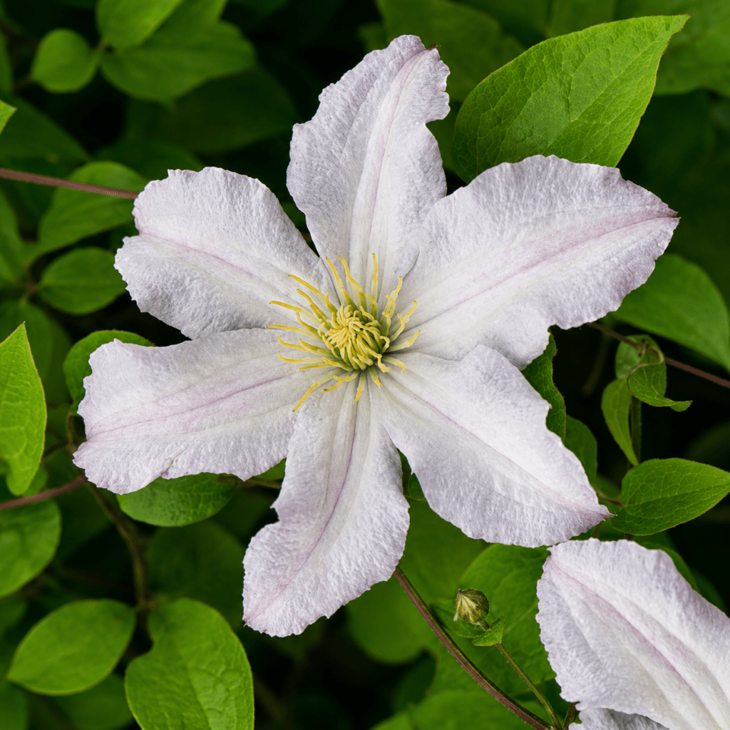 Klematis-'White Prince Charles'