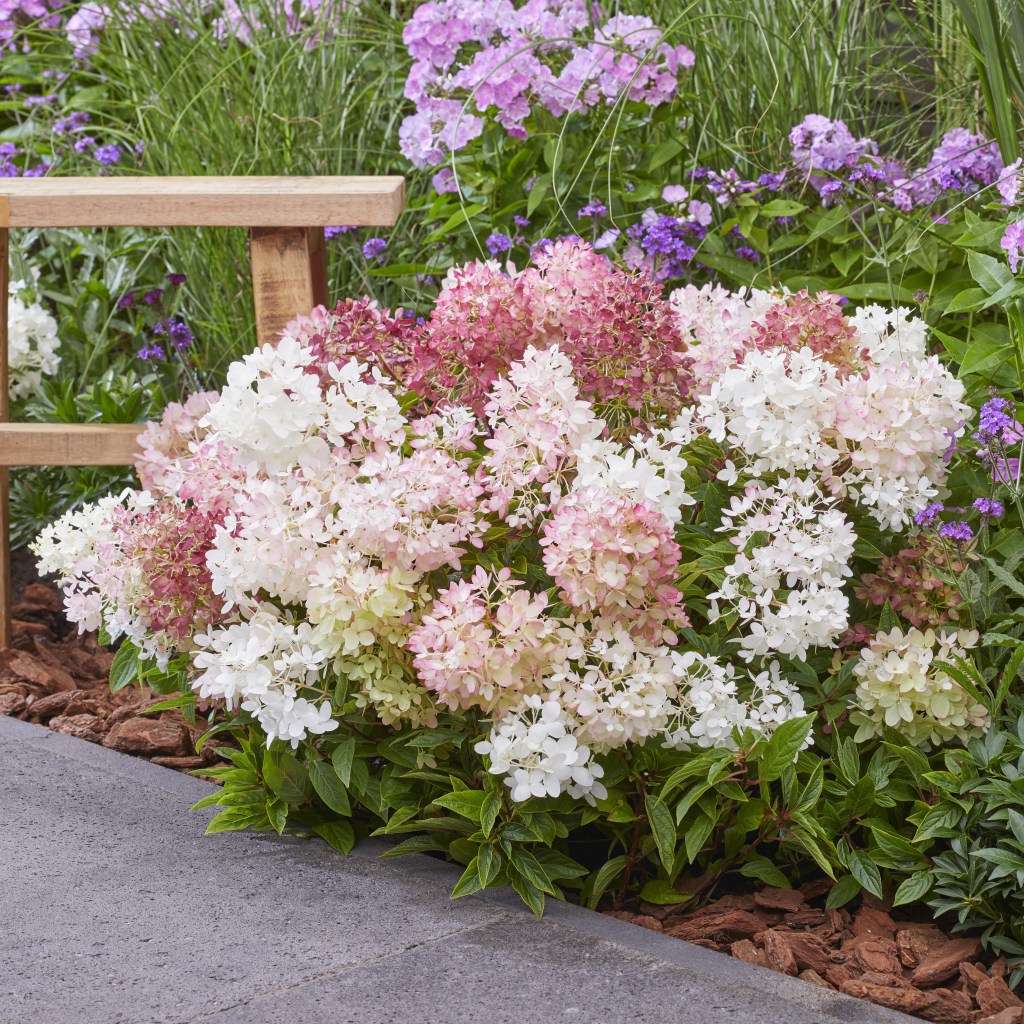 (NYHET!) Hortensia Groundbreaker® Blush